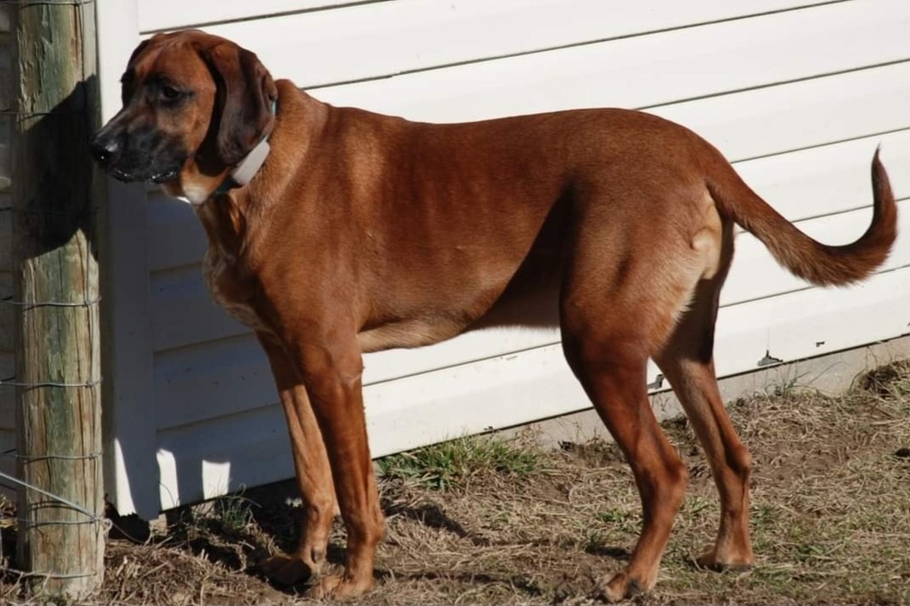 Hazzard Crew : Cooter (Milo), an adoptable Bloodhound in Aurora, IN, 47001 | Photo Image 4