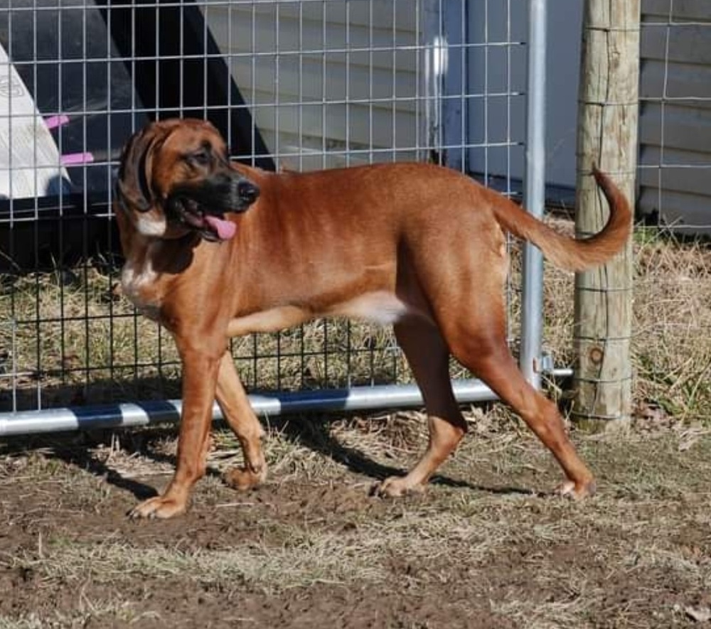 Hazzard Crew : Cooter (Milo), an adoptable Bloodhound in Aurora, IN, 47001 | Photo Image 6