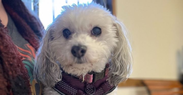 Golden best sale bichon mix