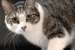 Chewy is a handsome brown tiger kitty with expressive golden eyes He is sweet-natured and affection