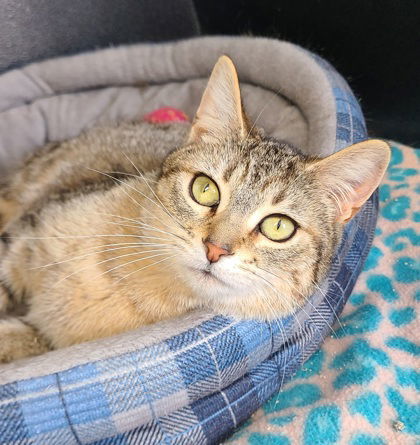 6147 (Rosie), an adoptable Domestic Short Hair in Lake City, MI, 49651 | Photo Image 1