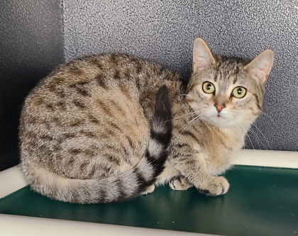 6147 (Rosie), an adoptable Domestic Short Hair in Lake City, MI, 49651 | Photo Image 2