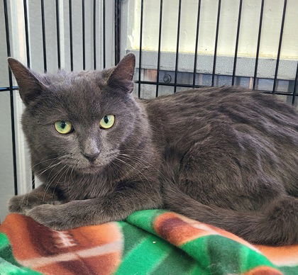 6126 (Timber), an adoptable Domestic Short Hair in Lake City, MI, 49651 | Photo Image 1