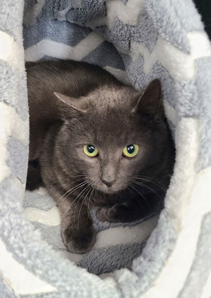 6126 (Timber), an adoptable Domestic Short Hair in Lake City, MI, 49651 | Photo Image 2