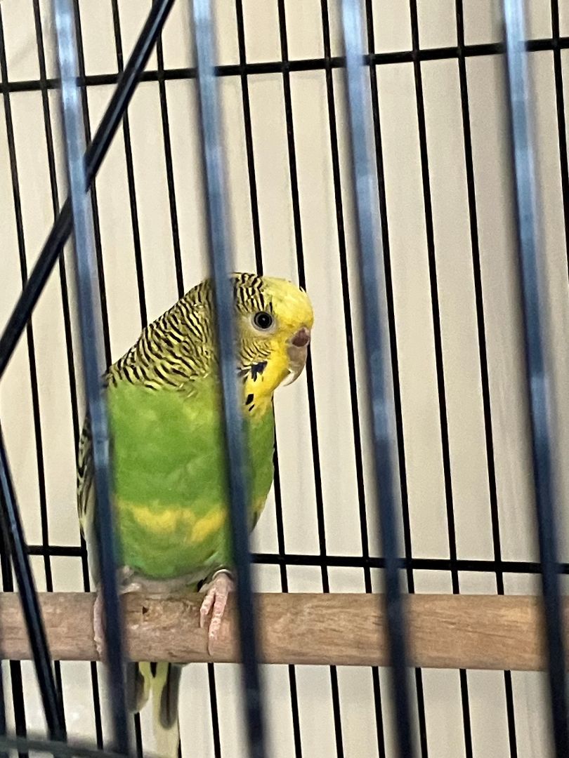 Parrot for adoption - Andrew & Nancy, a Budgie / Budgerigar in North ...