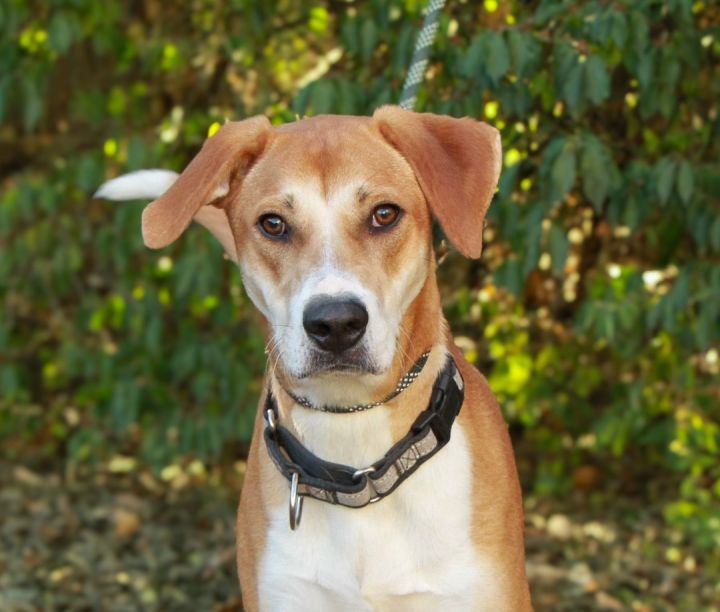 Anatolian shepherd hot sale hound mix