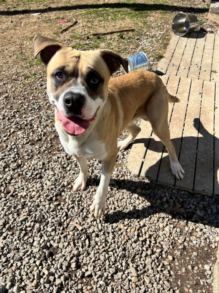 Dog for adoption - Groot, a Saint Bernard Mix in Leitchfield, KY ...