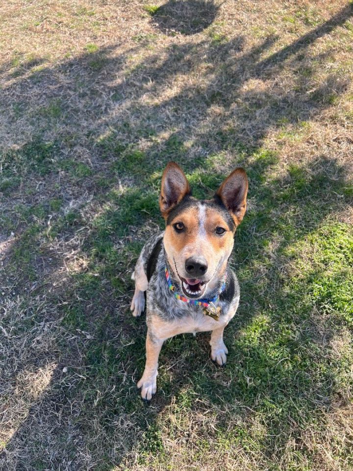 Austin heeler hot sale dog