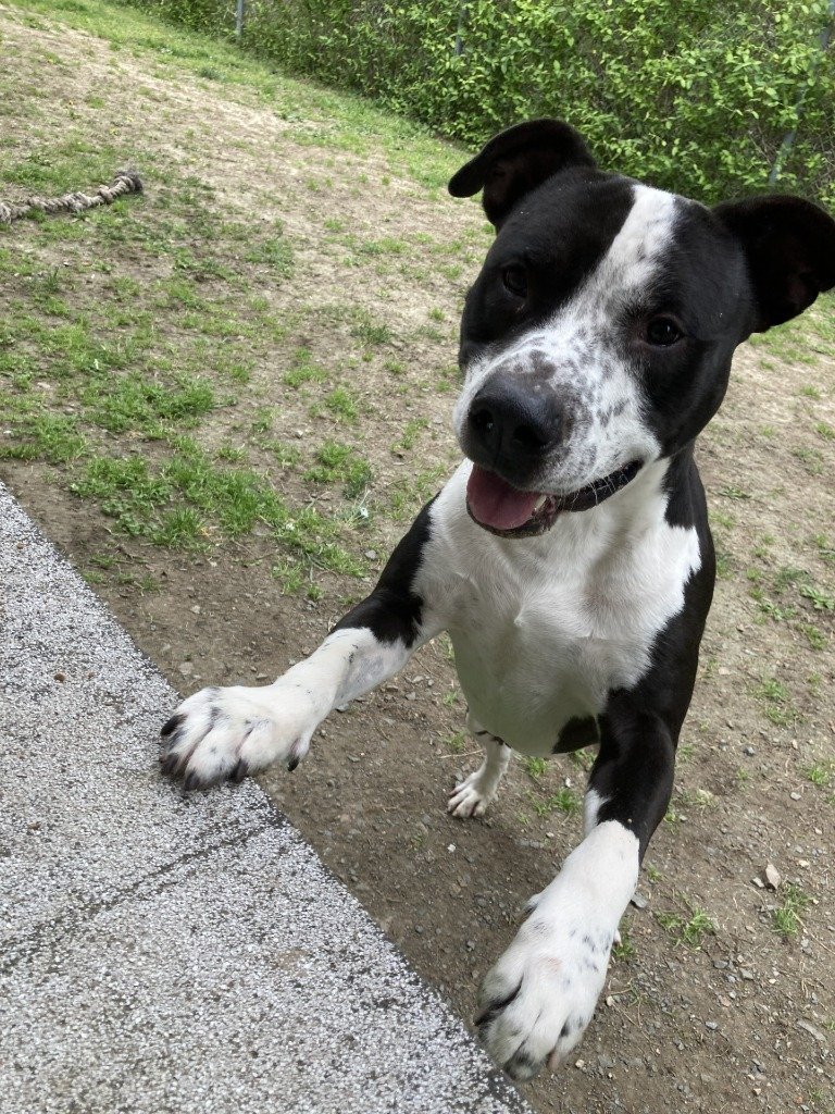Dog for adoption DA 21 Draco, a Pit Bull Terrier in Glen Allen, VA