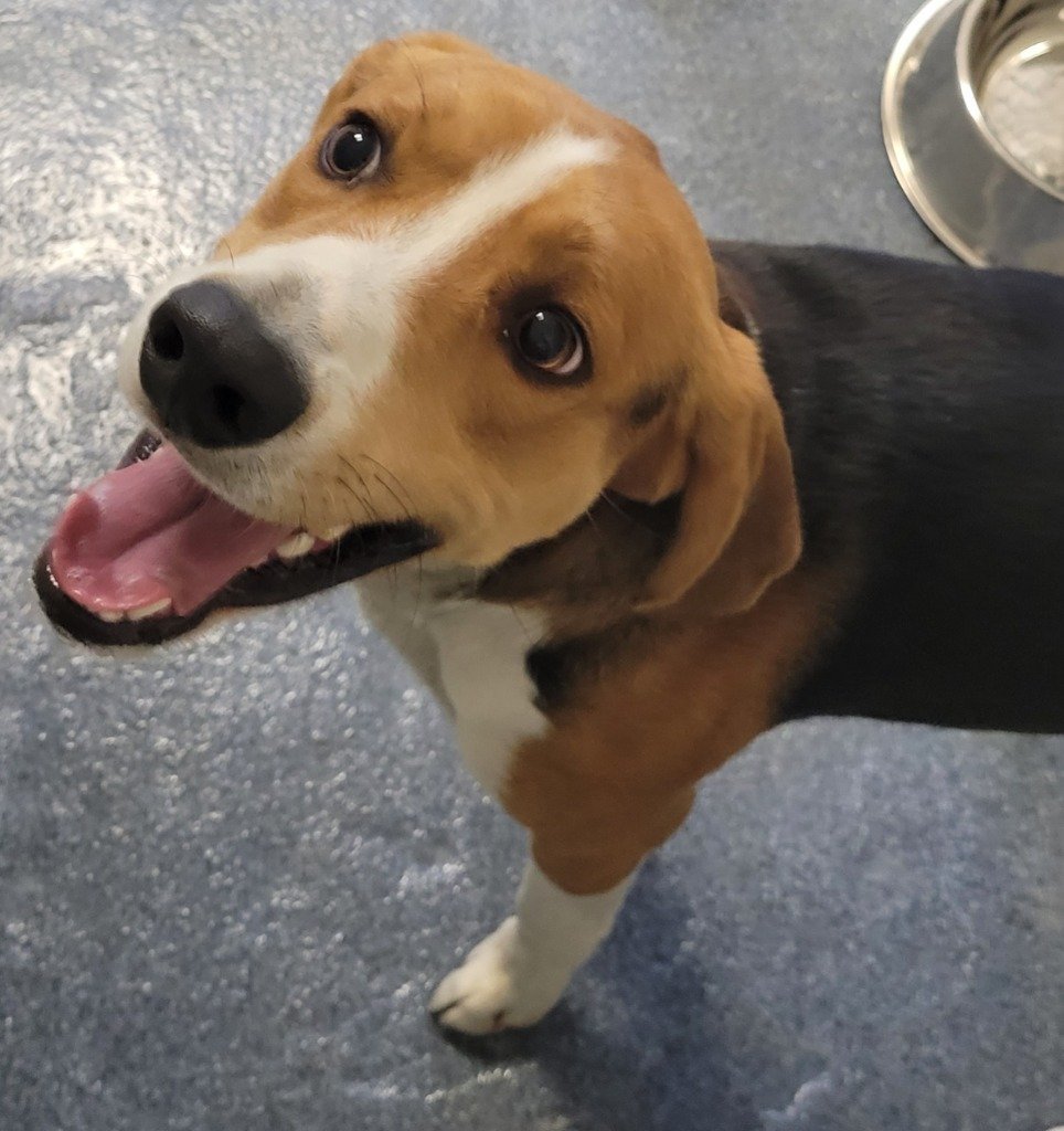 Dog for adoption DA 15 Chip, a Treeing Walker Coonhound in Glen Allen