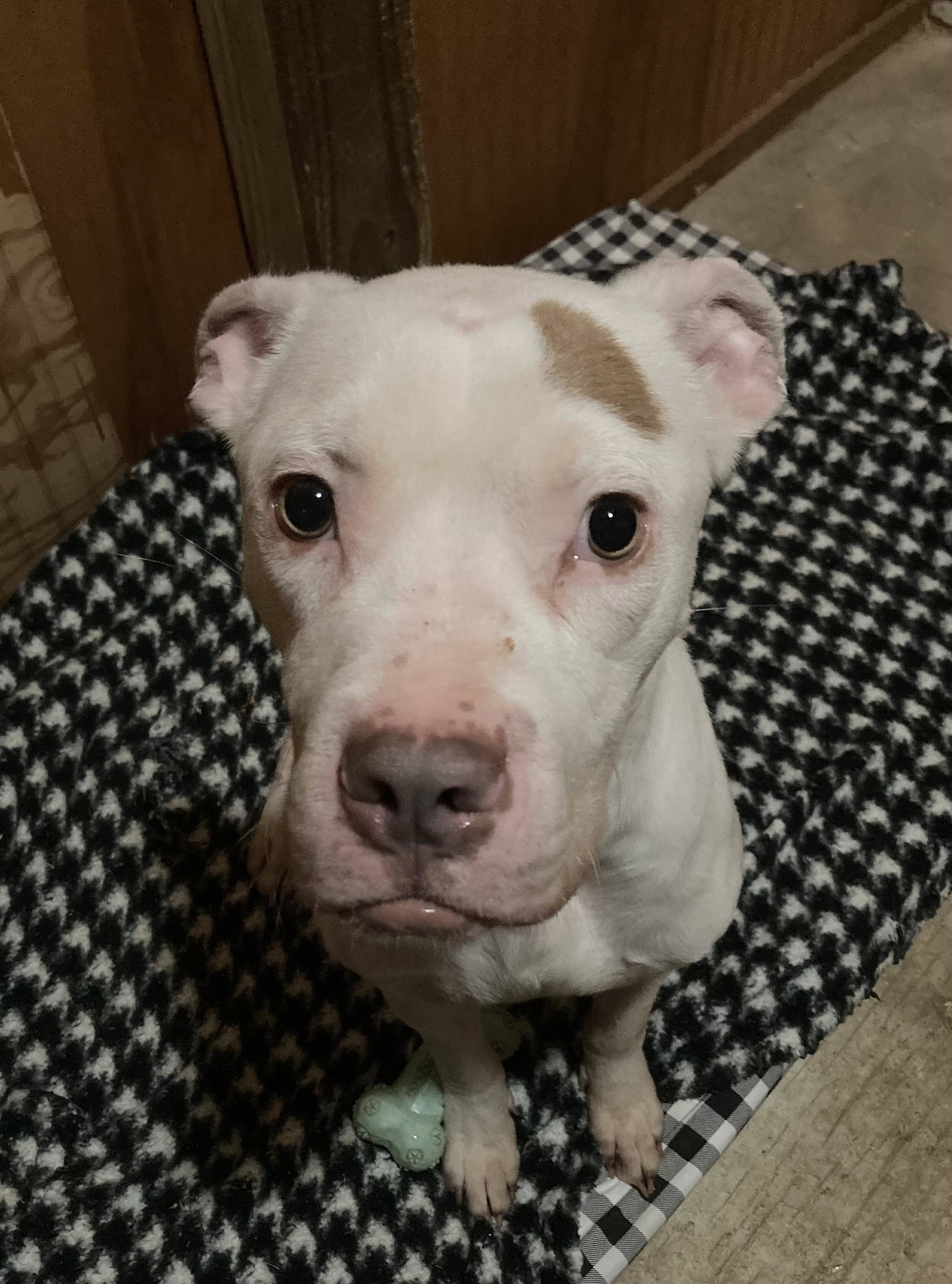 Valentino, an adoptable Pit Bull Terrier in Arlee, MT, 59821 | Photo Image 1