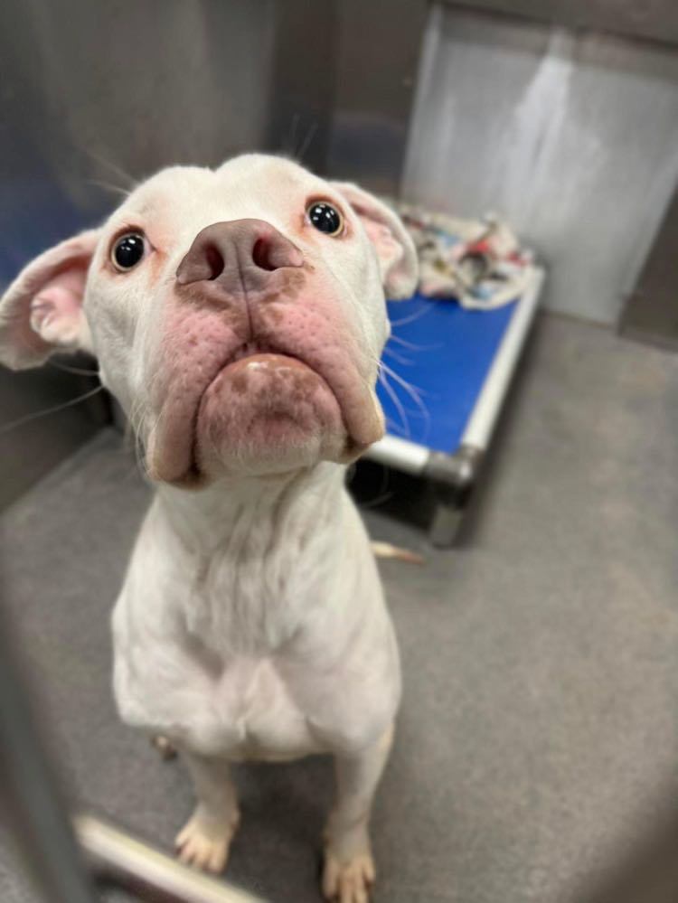 Valentino, an adoptable Pit Bull Terrier in Arlee, MT, 59821 | Photo Image 2