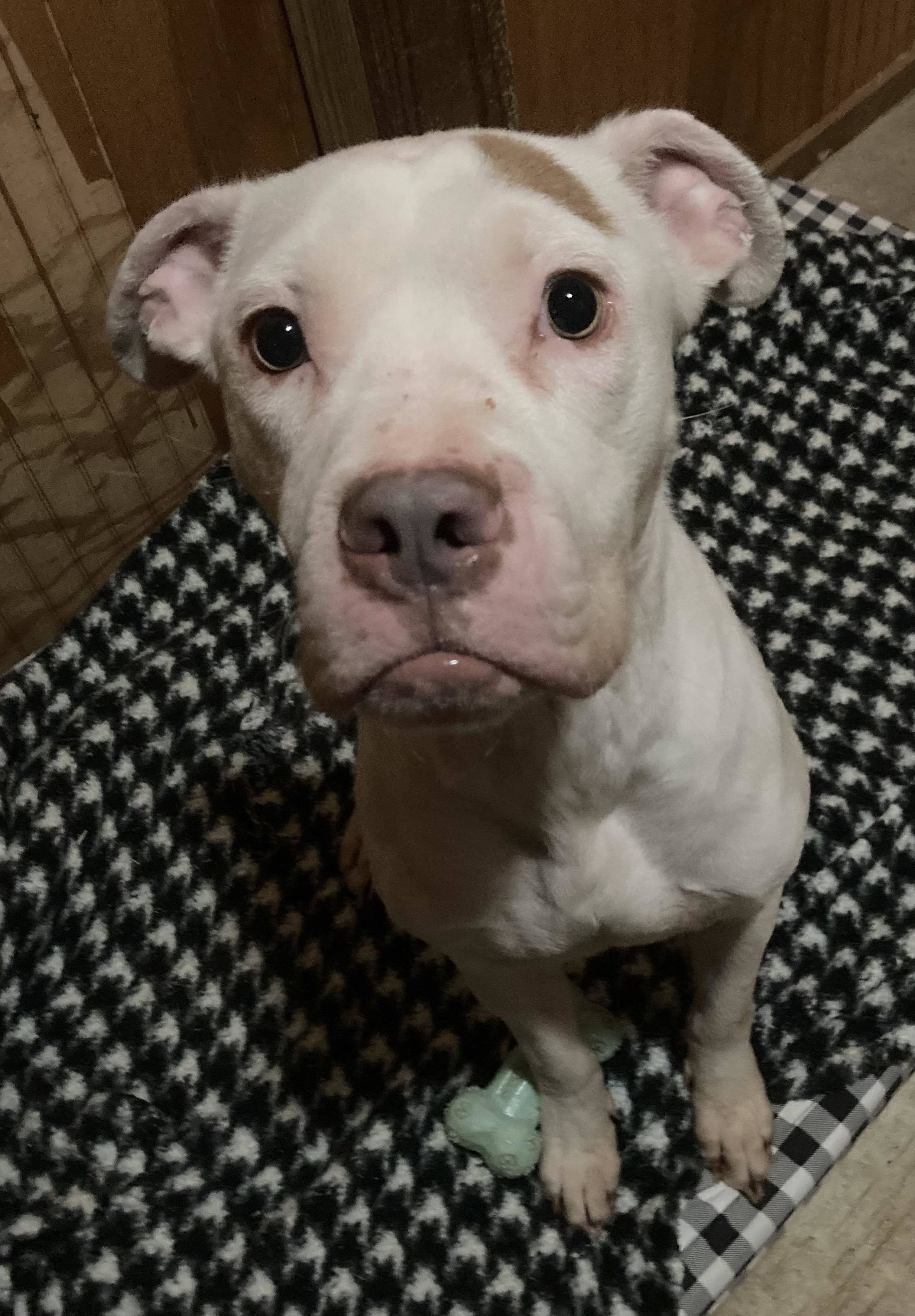 Valentino, an adoptable Pit Bull Terrier in Arlee, MT, 59821 | Photo Image 6