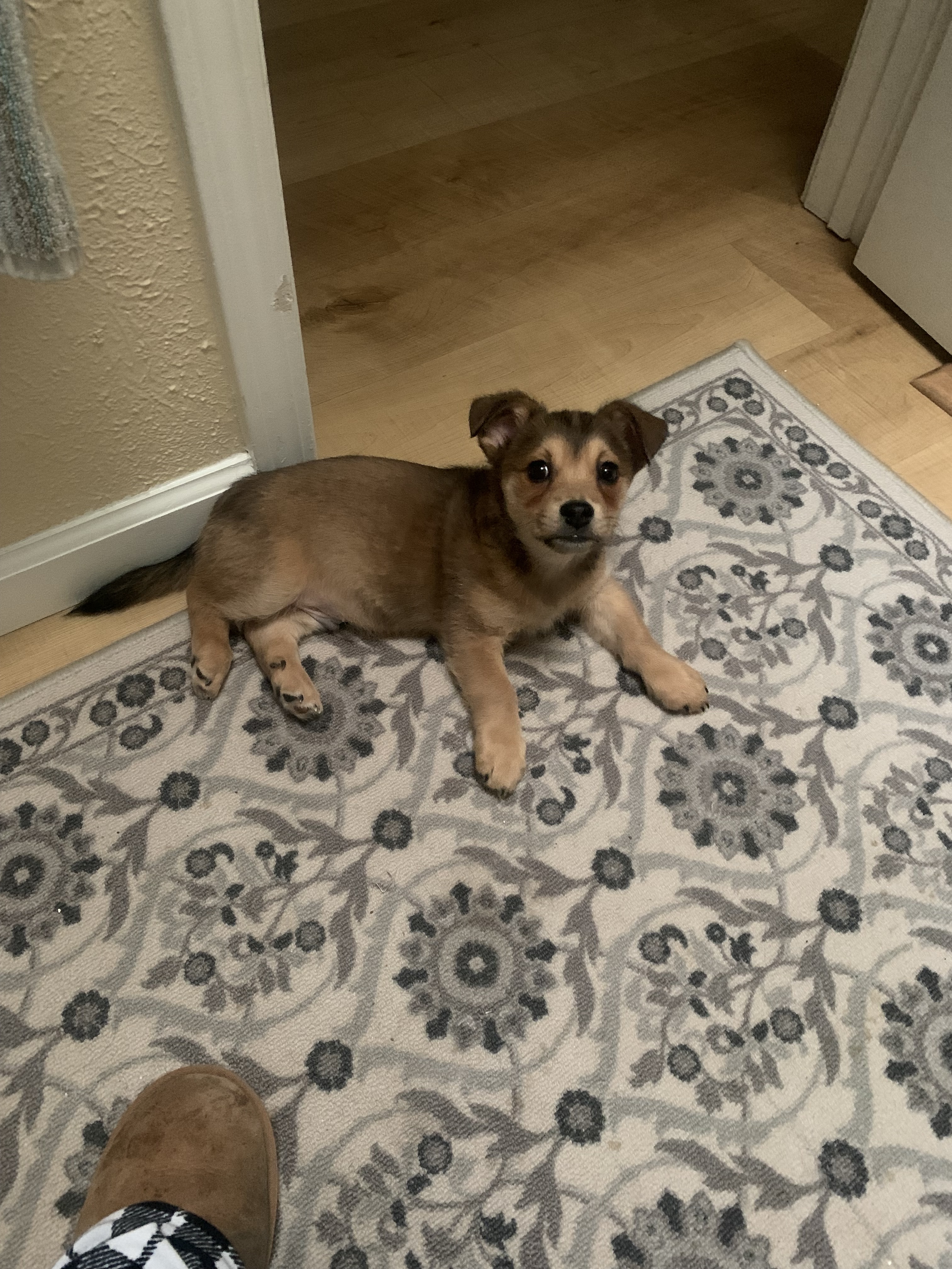 Otis, an adoptable Chihuahua in Twin Falls, ID, 83301 | Photo Image 2