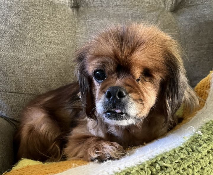 Pekingese dachshund hot sale mix