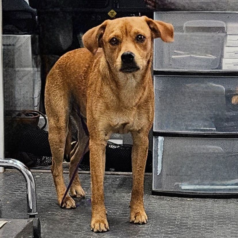 Dog for adoption Tanner, a Terrier & Yellow Labrador Retriever Mix in