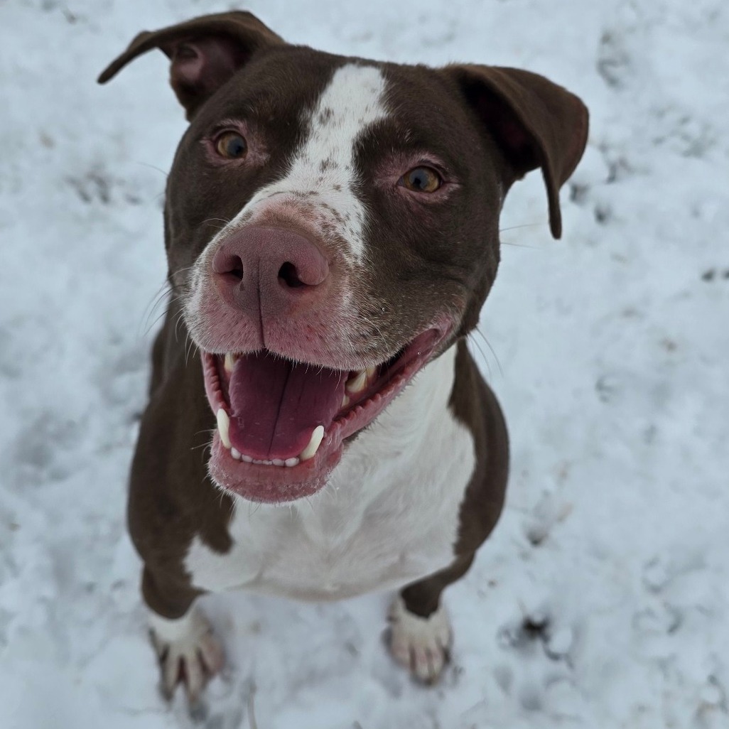 Flash, an adoptable Pit Bull Terrier in Springfield, IL, 62702 | Photo Image 5