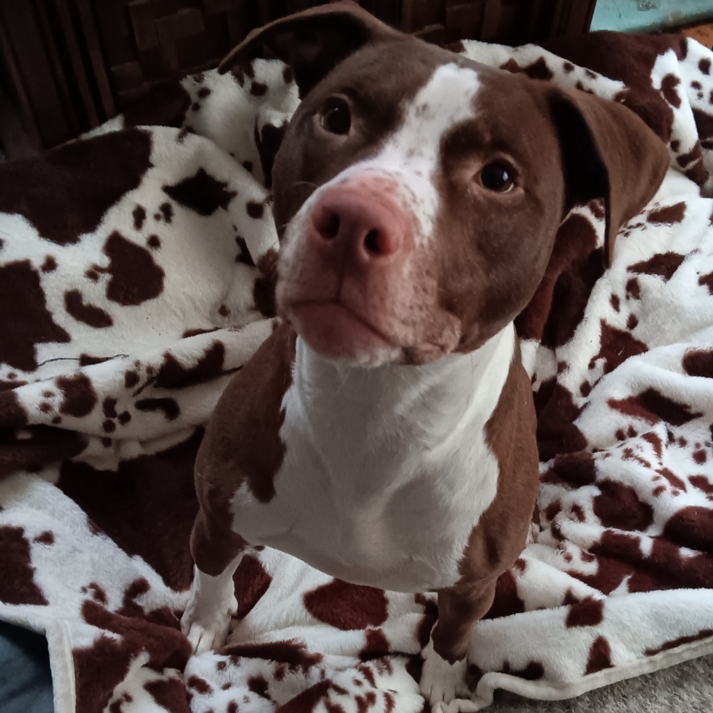 Flash, an adoptable Pit Bull Terrier in Springfield, IL, 62702 | Photo Image 5