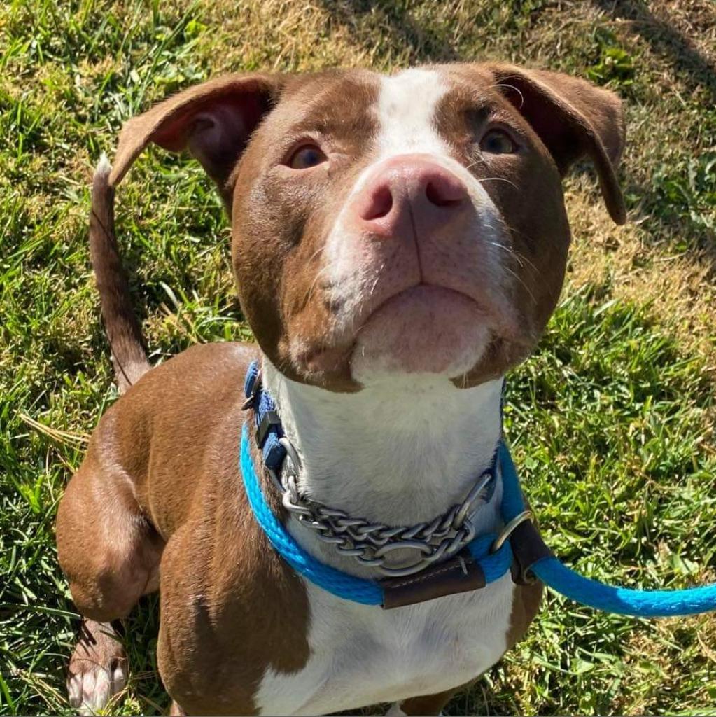 Flash, an adoptable Pit Bull Terrier in Springfield, IL, 62702 | Photo Image 6