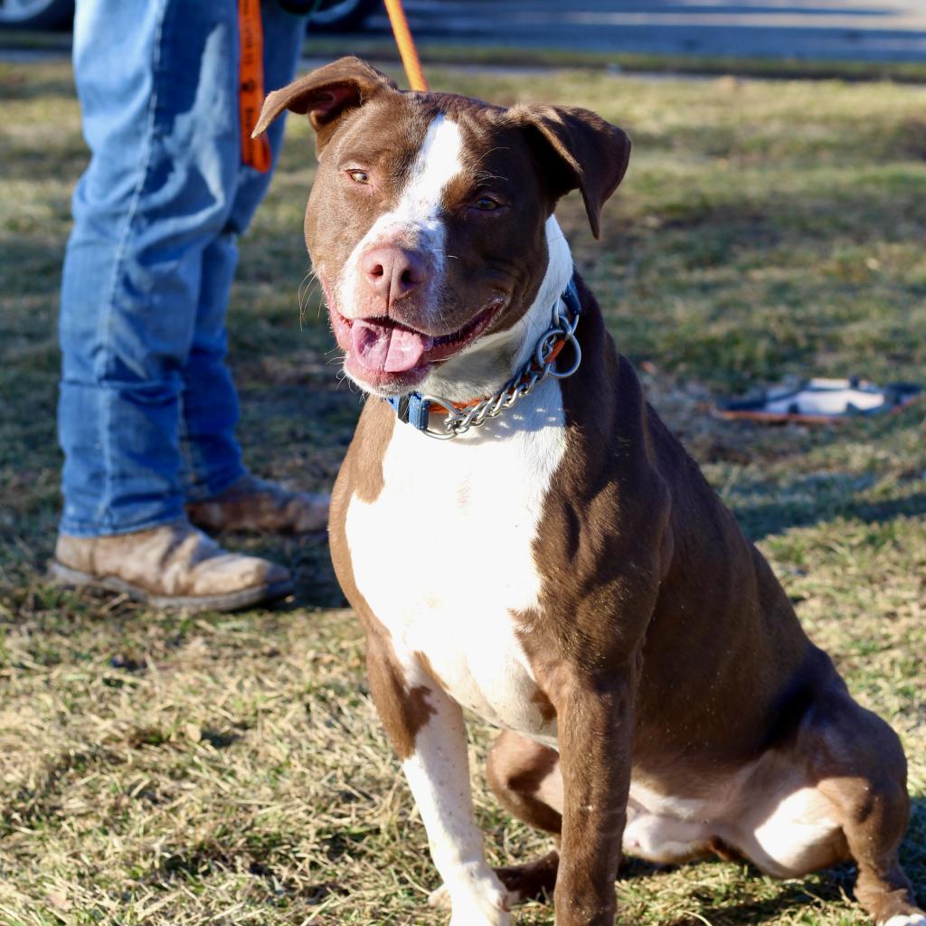 Flash, an adoptable Pit Bull Terrier in Springfield, IL, 62702 | Photo Image 7