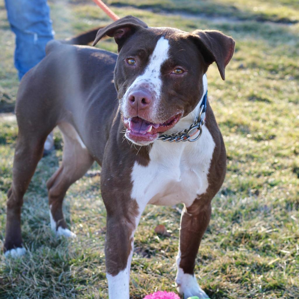 Flash, an adoptable Pit Bull Terrier in Springfield, IL, 62702 | Photo Image 8