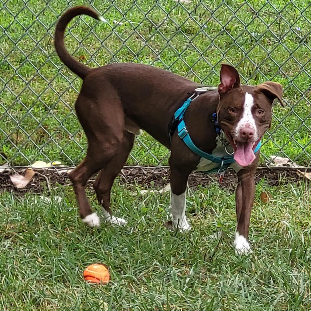 Flash, an adoptable Pit Bull Terrier in Springfield, IL, 62702 | Photo Image 9