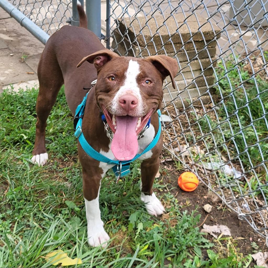 Flash, an adoptable Pit Bull Terrier in Springfield, IL, 62702 | Photo Image 10