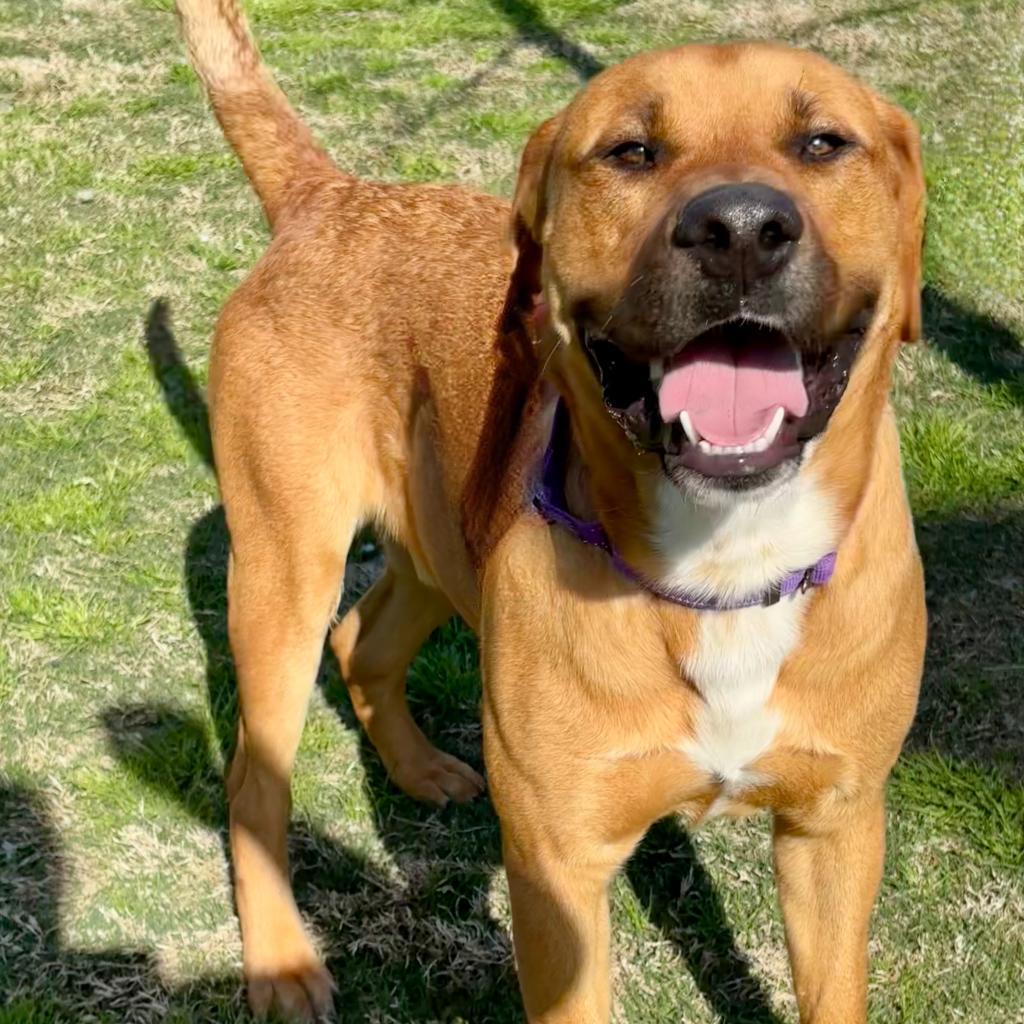 Dozer