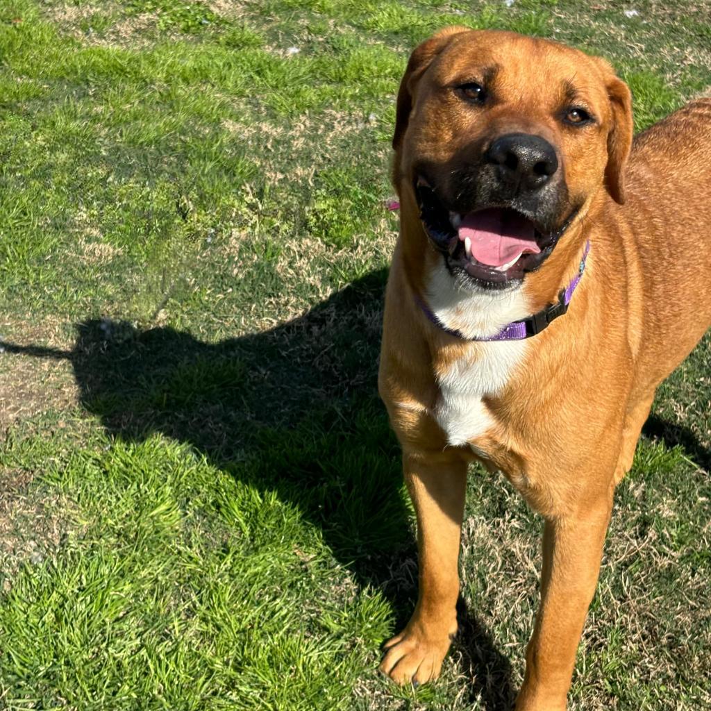 Dozer