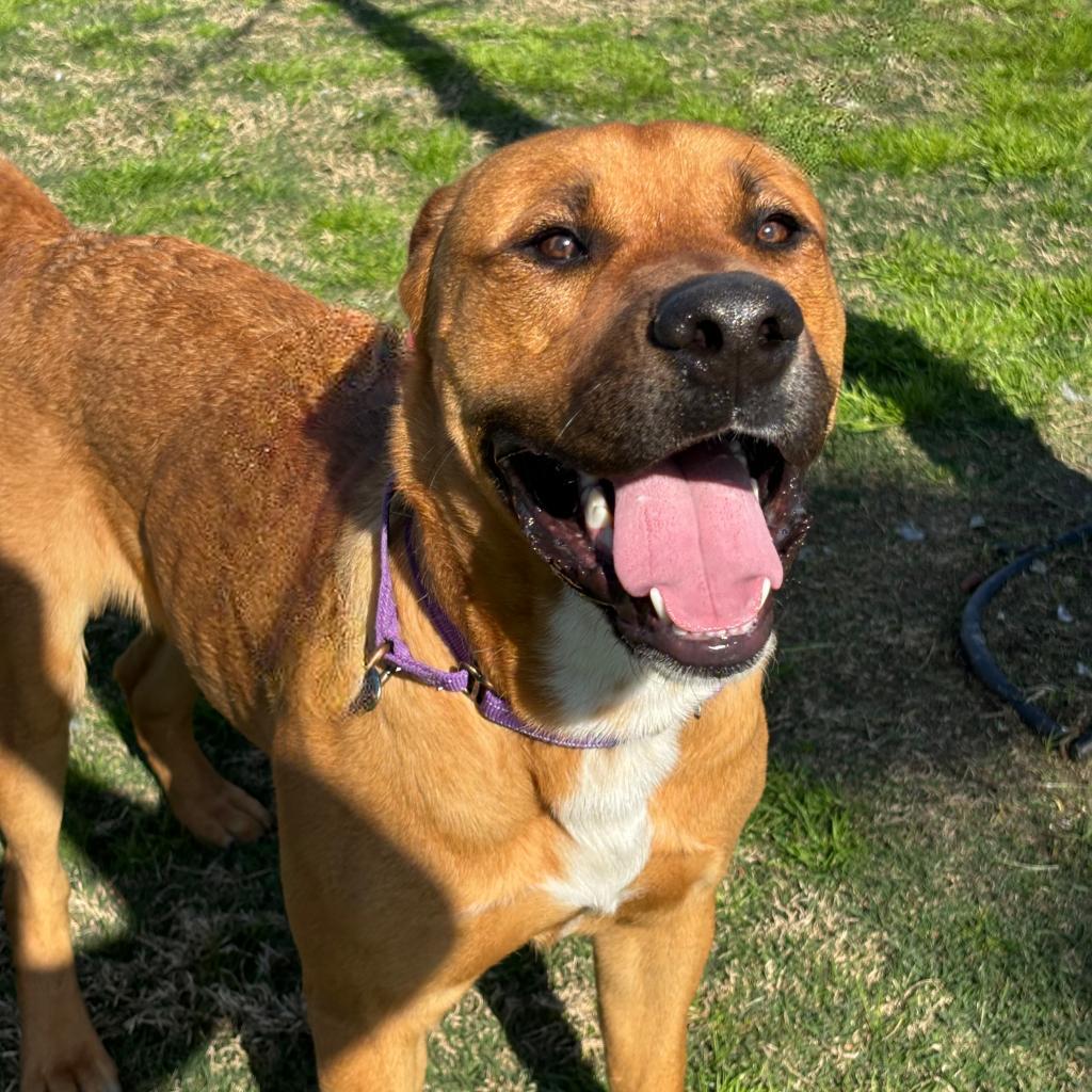 Dozer