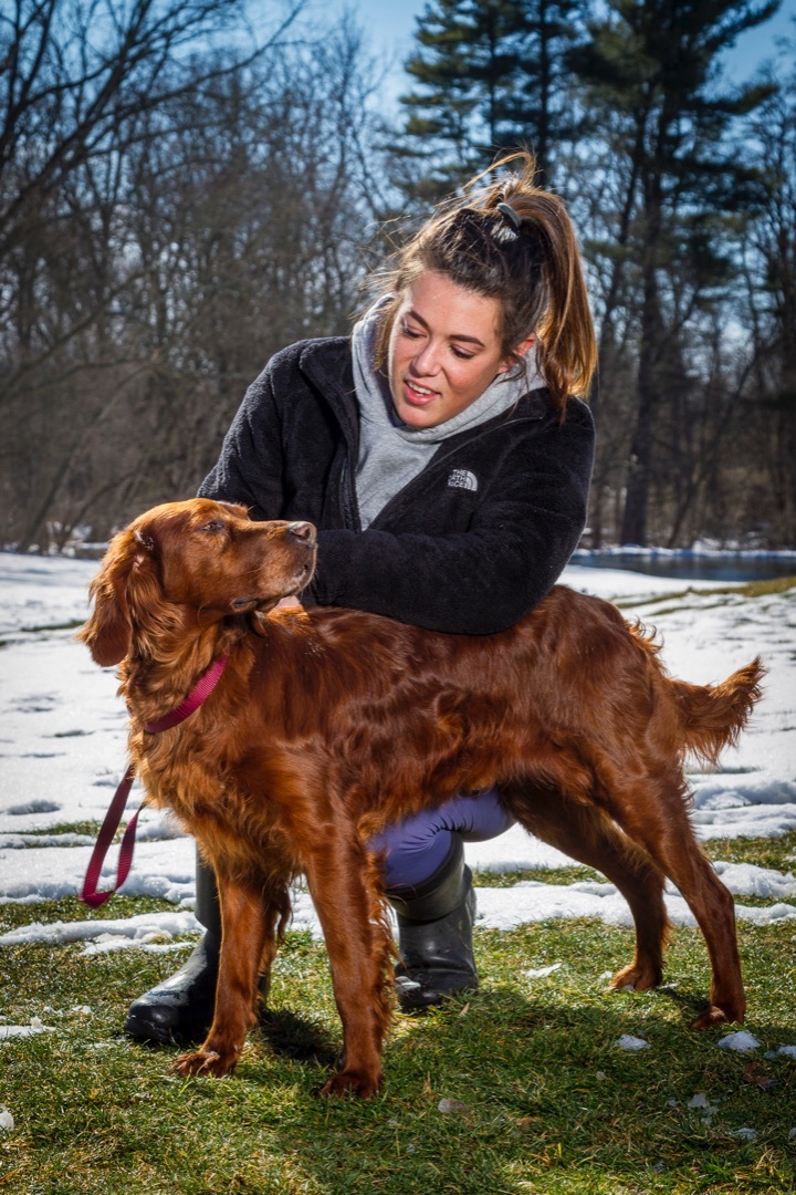 Petfinder store irish setter