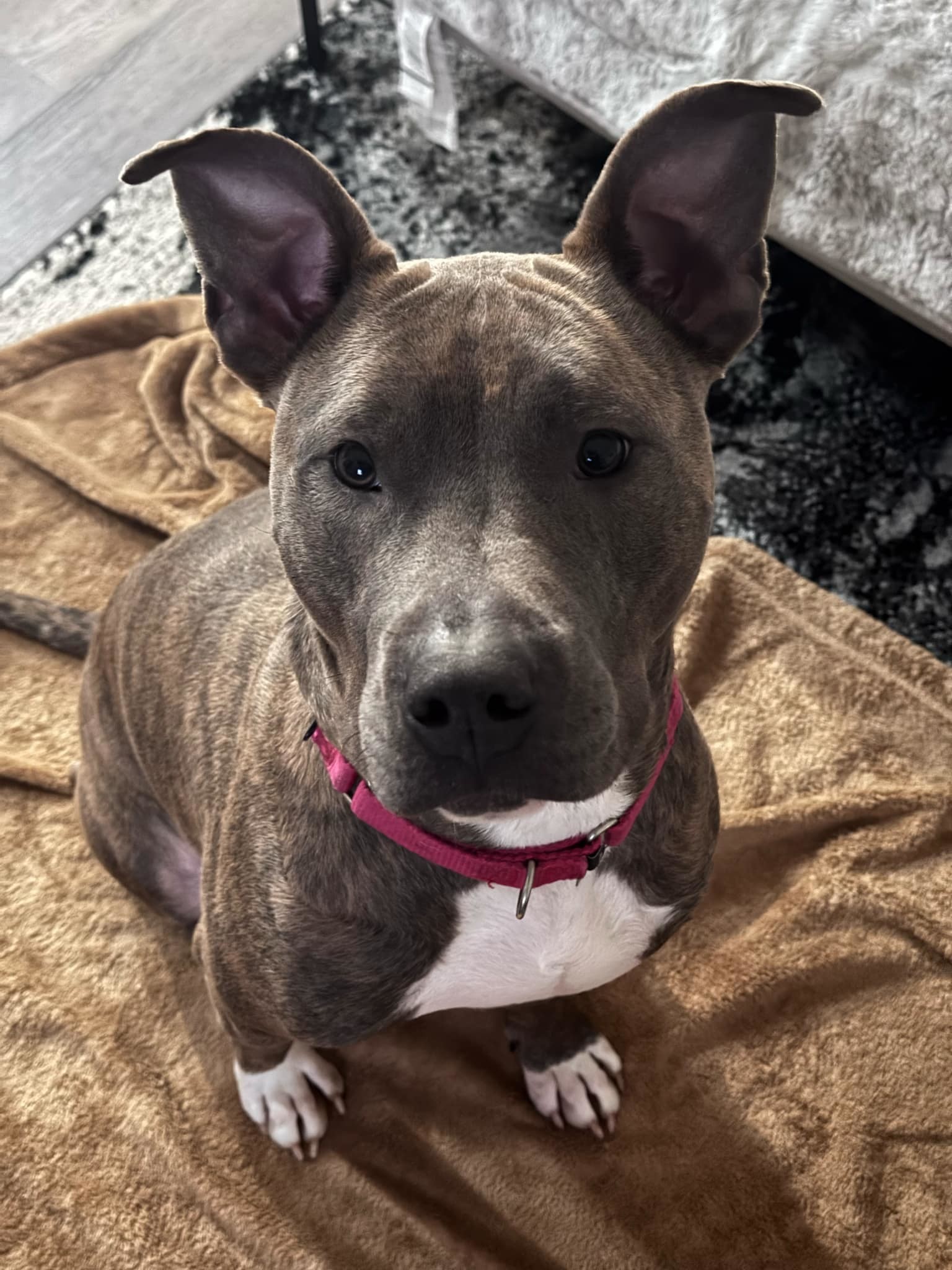 Chapo, an adoptable Pit Bull Terrier in Arlee, MT, 59821 | Photo Image 1