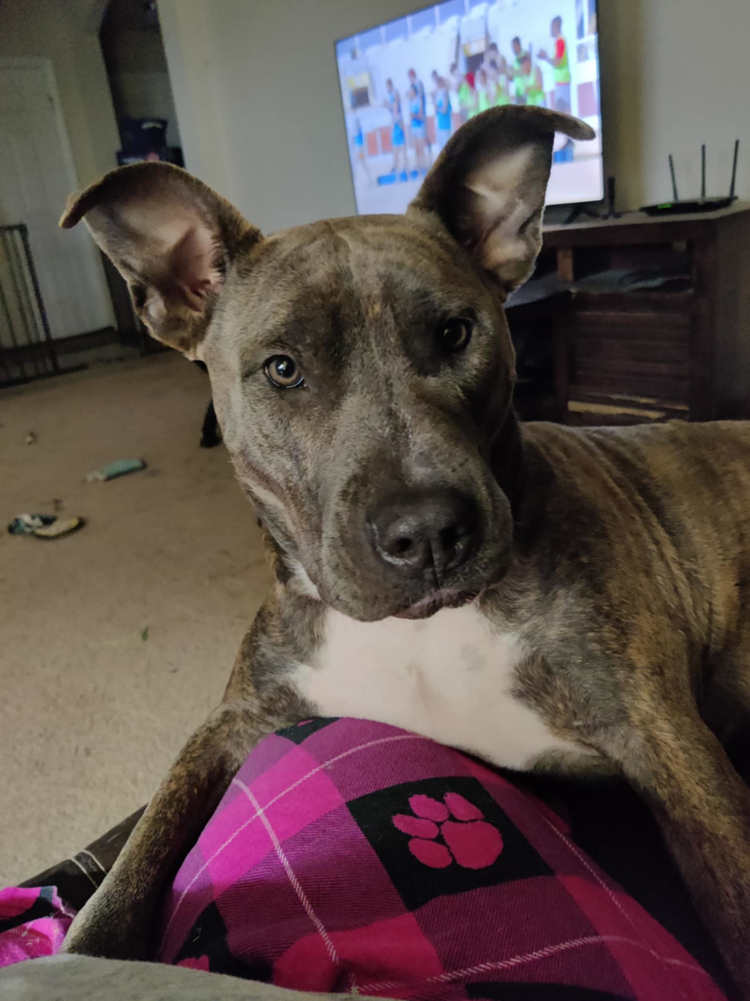 Chapo, an adoptable Pit Bull Terrier in Arlee, MT, 59821 | Photo Image 2
