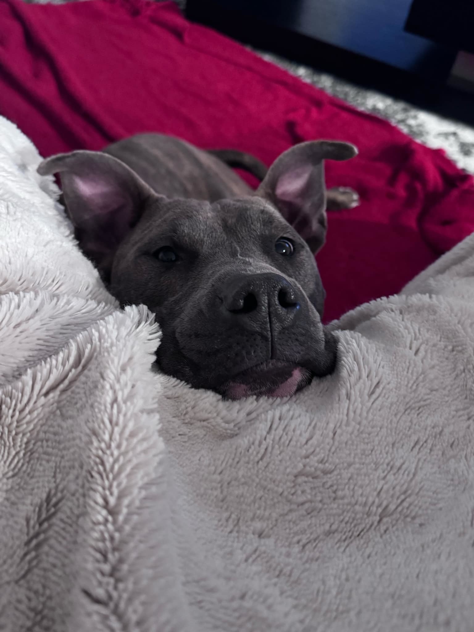 Chapo, an adoptable Pit Bull Terrier in Arlee, MT, 59821 | Photo Image 3