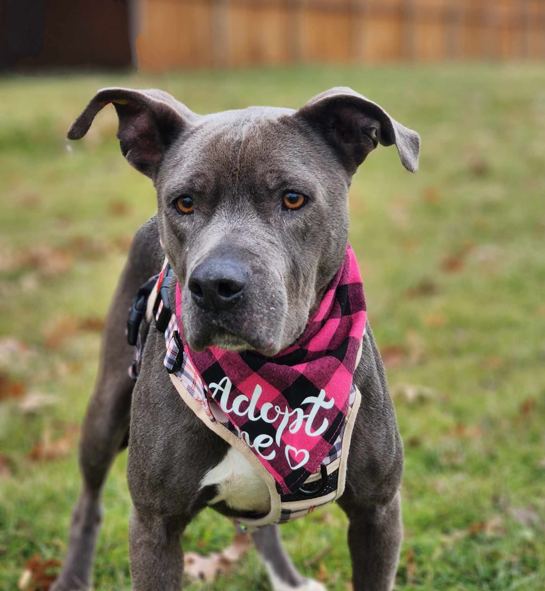 Chapo, an adoptable Pit Bull Terrier in Arlee, MT, 59821 | Photo Image 1