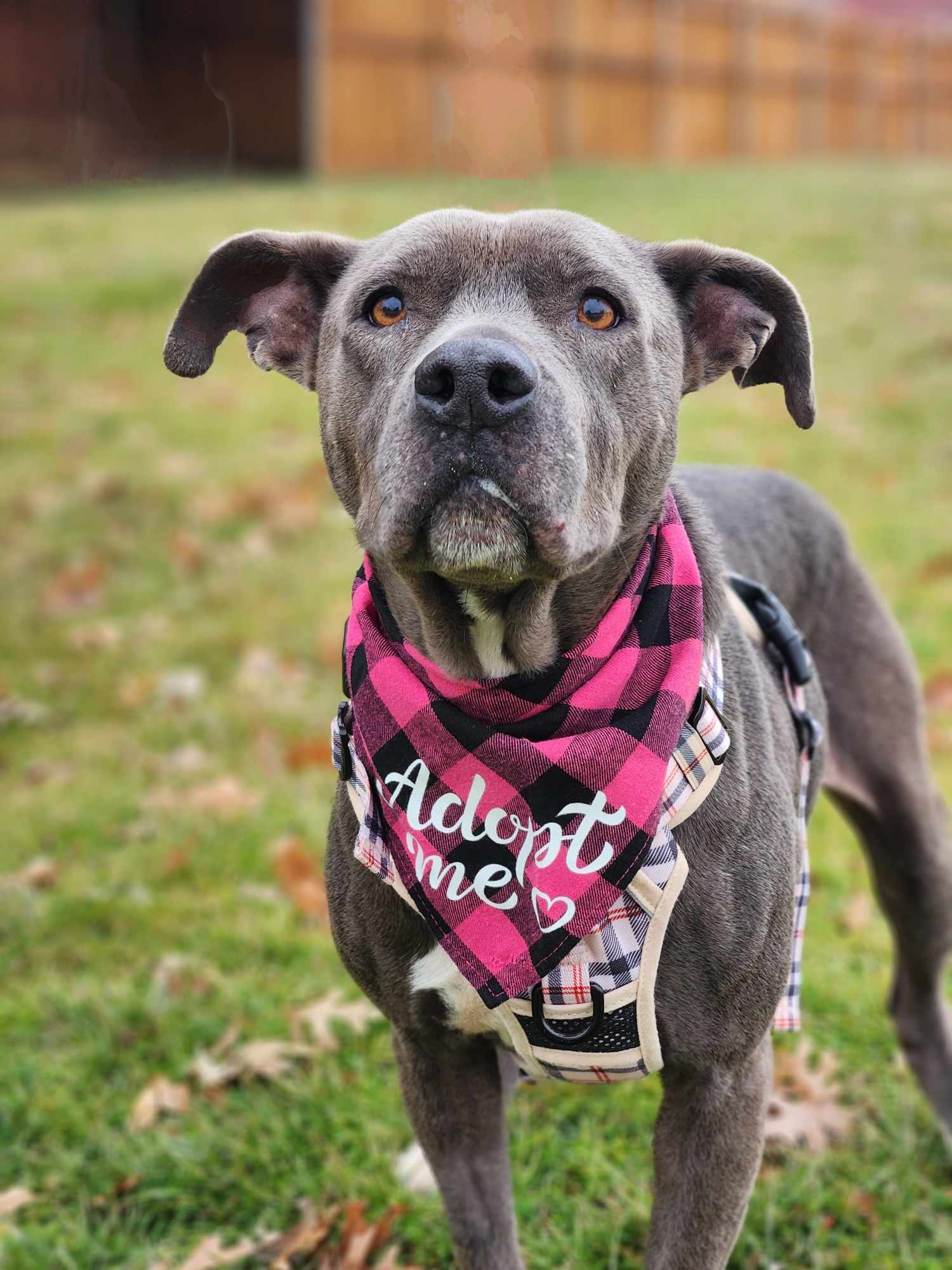 Chapo, an adoptable Pit Bull Terrier in Arlee, MT, 59821 | Photo Image 2