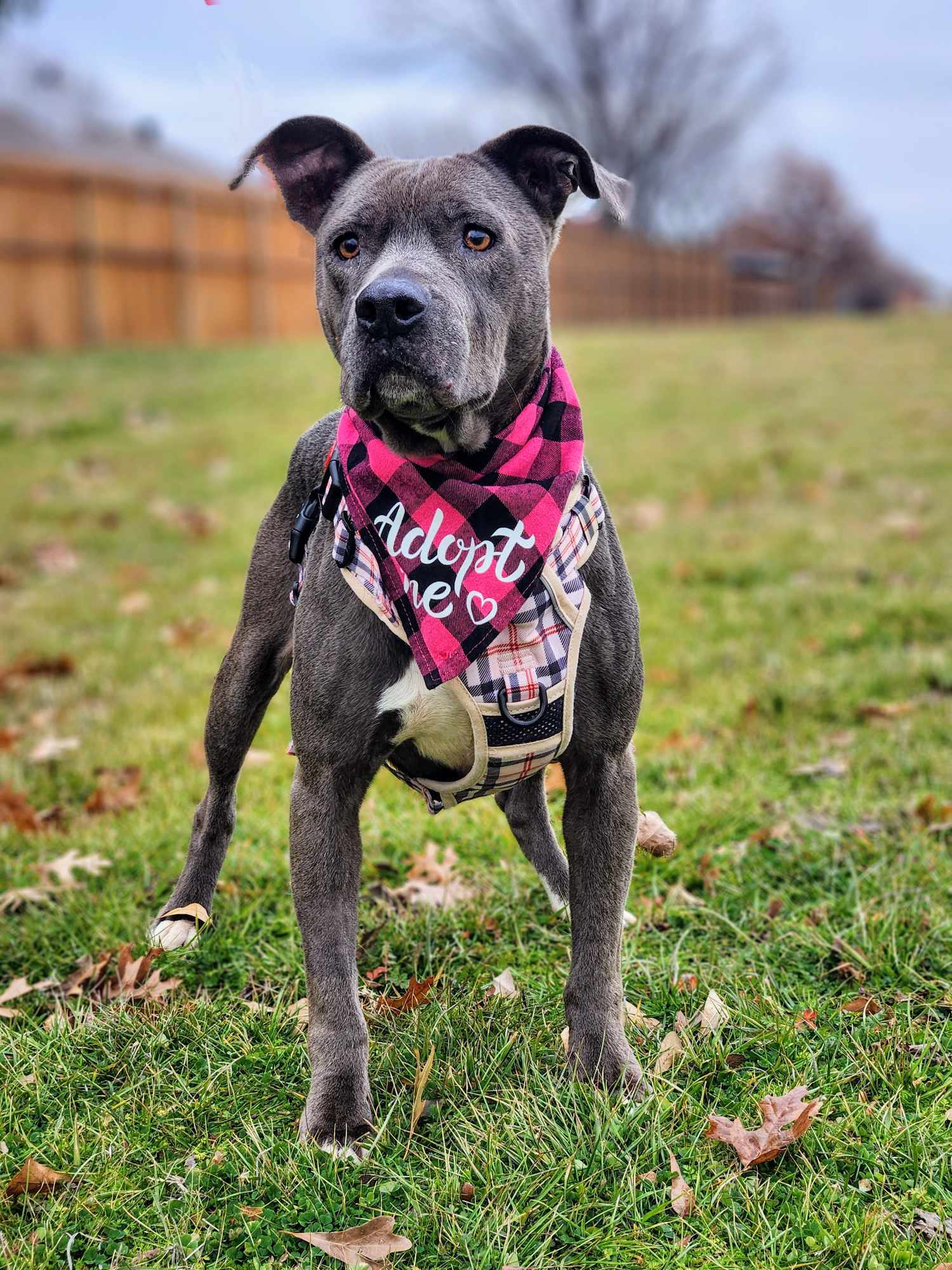 Diamond 2.0, an adoptable Pit Bull Terrier in Arlee, MT, 59821 | Photo Image 1