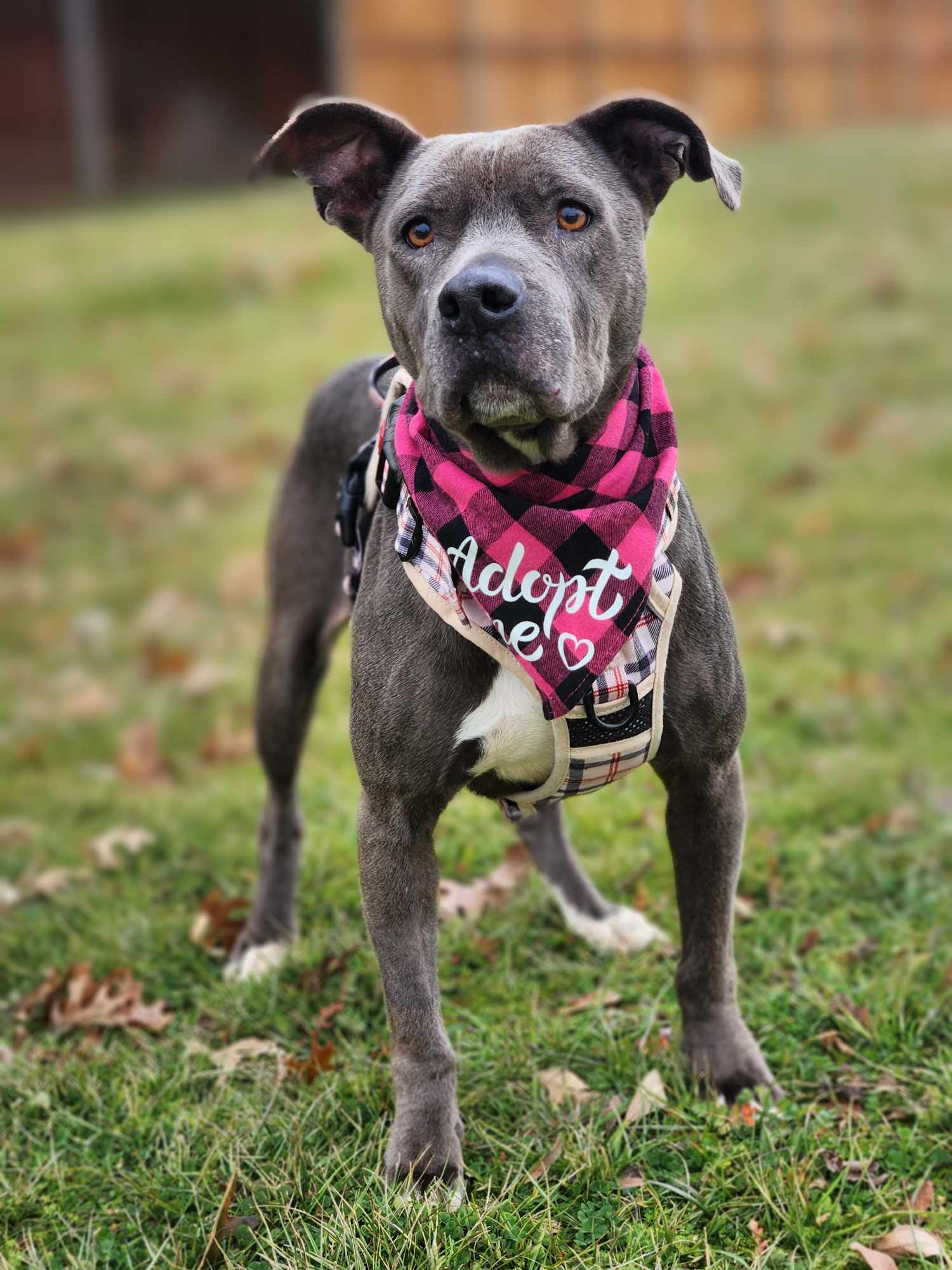 Diamond 2.0, an adoptable Pit Bull Terrier in Arlee, MT, 59821 | Photo Image 2