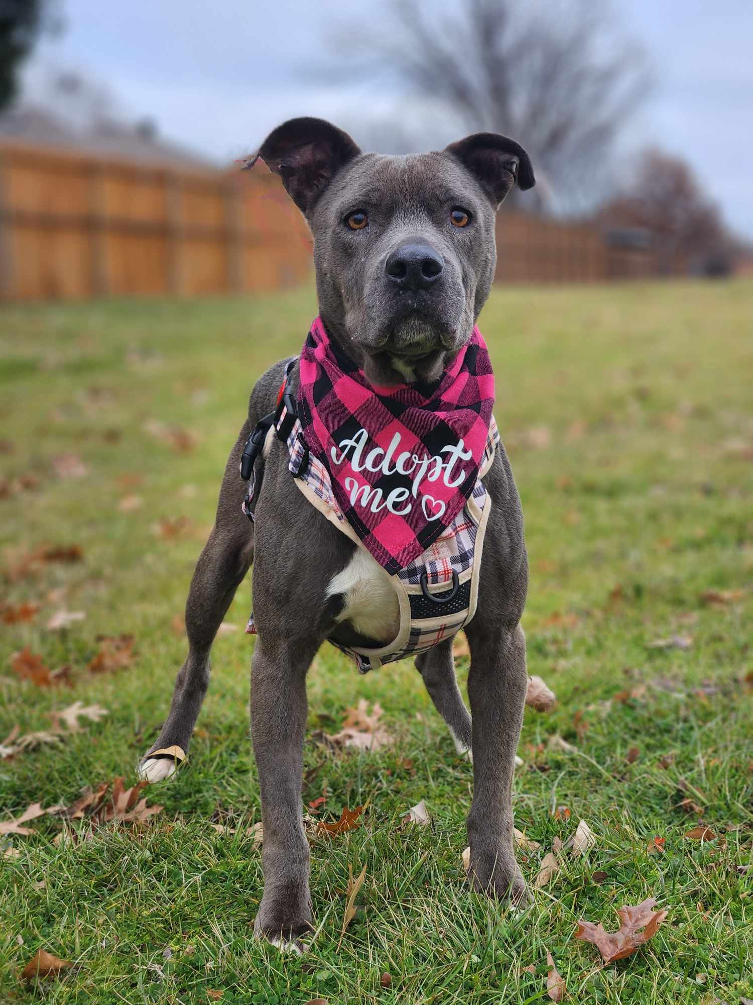 Diamond 2.0, an adoptable Pit Bull Terrier in Arlee, MT, 59821 | Photo Image 3