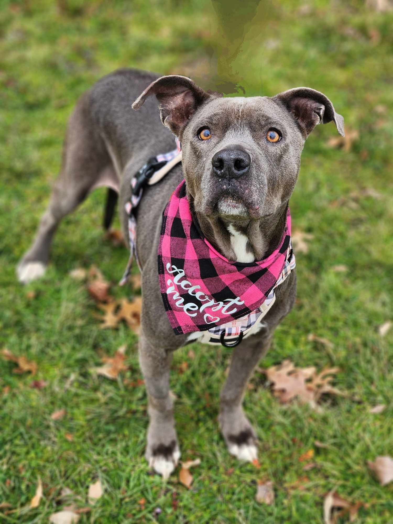 Diamond 2.0, an adoptable Pit Bull Terrier in Arlee, MT, 59821 | Photo Image 4