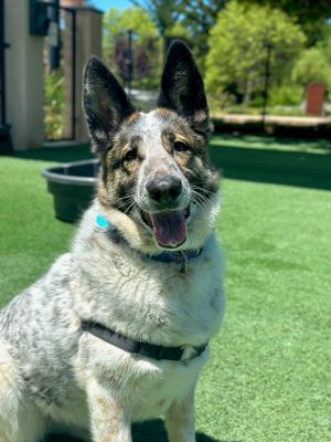 Hey there Im Wren the 4-year-old cattle dog whos absolutely ball-obsessed Seriously throw that
