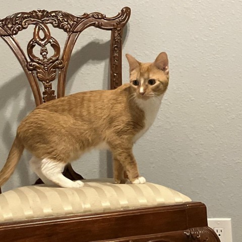 Lilu 2