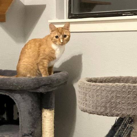 Lilu 4