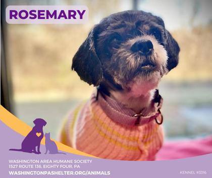 Dog for adoption Rosemary a Shih Tzu in Eighty Four PA Petfinder