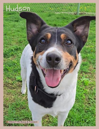 Hudson, an adoptable Terrier, Mixed Breed in De Soto, IA, 50069 | Photo Image 1