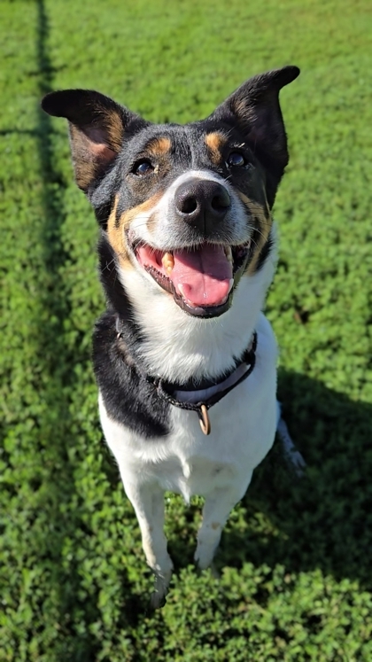 Hudson, an adoptable Terrier, Mixed Breed in De Soto, IA, 50069 | Photo Image 2