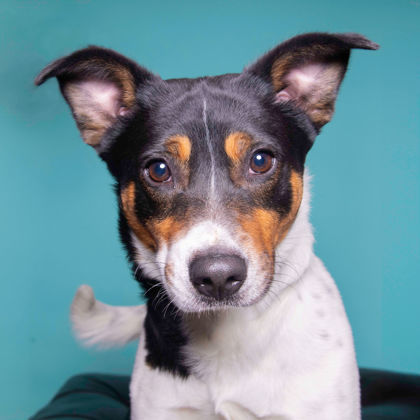 Hudson, an adoptable Terrier, Mixed Breed in De Soto, IA, 50069 | Photo Image 3