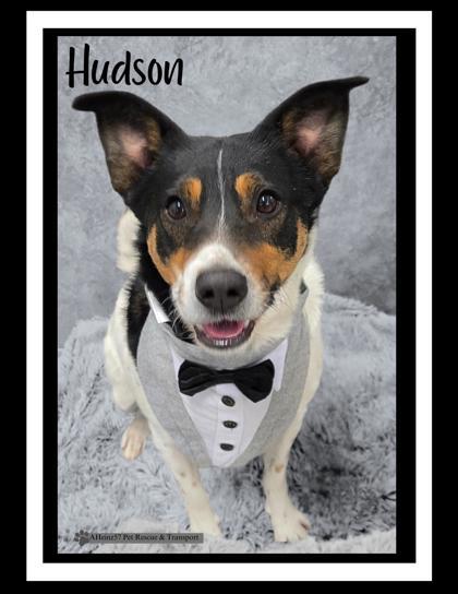 Hudson, an adoptable Terrier, Mixed Breed in De Soto, IA, 50069 | Photo Image 3