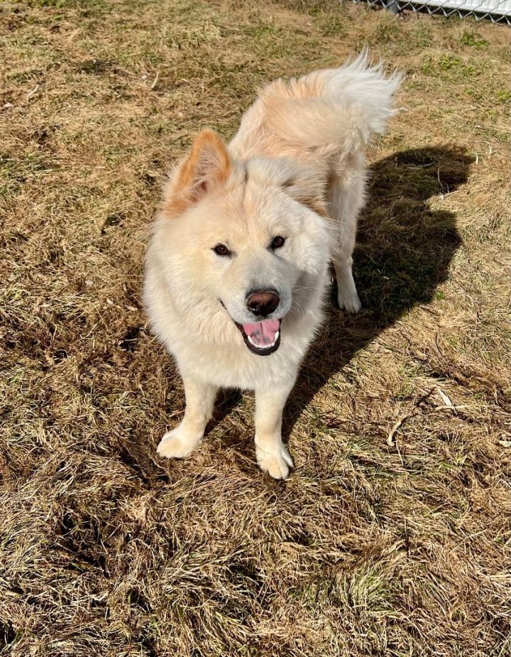Spanish fork animal shelter cheap