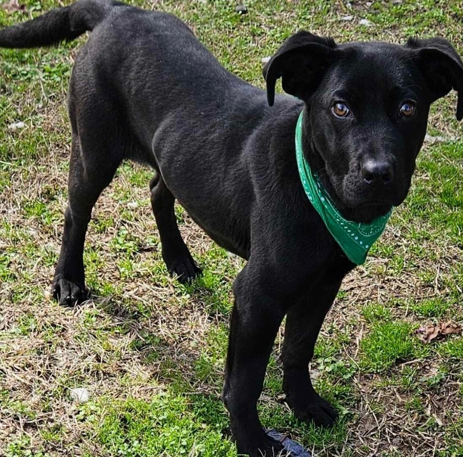 Louie, an adoptable Labrador Retriever, Terrier in El Dorado, AR, 71730 | Photo Image 1